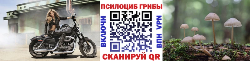 купить закладку  Севск  Псилоцибиновые грибы Psilocybine cubensis 